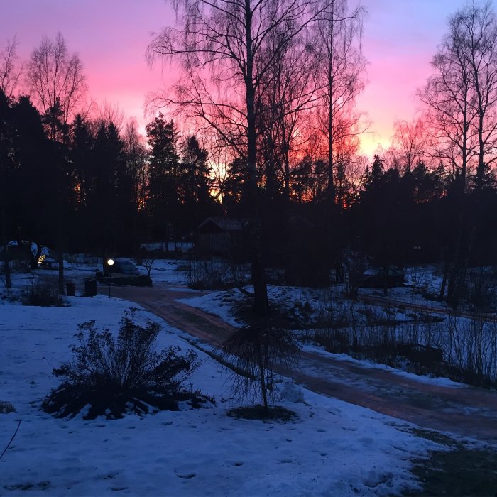 Vinterlandskap vid solnedgång med rosa himmel, snötäckt mark och träd.