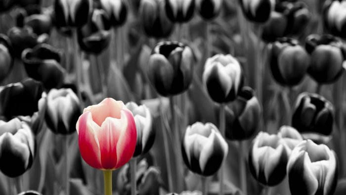 En färgad tulpan mot en svartvit bakgrund av tulpaner.