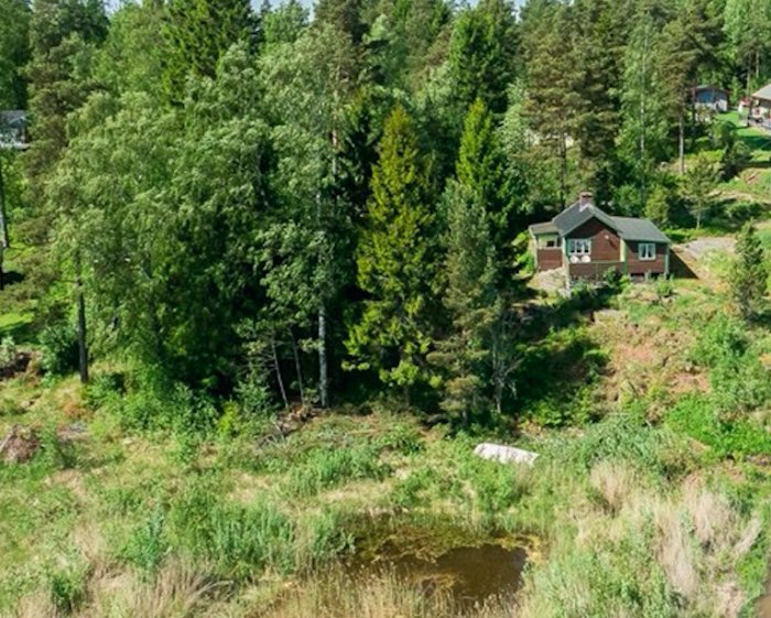 Igenväxt tomt med tät skog runt en stuga, före röjning.