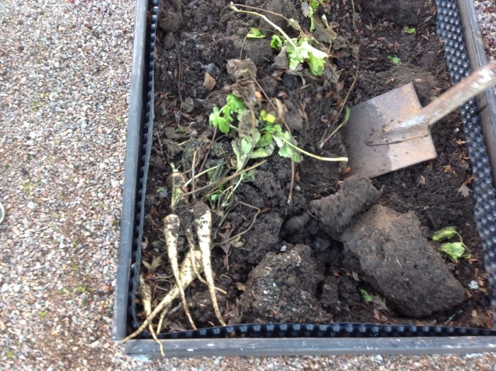Nygrävda jordärtskockor och palsternackor i en odlinglåda bredvid en spade.