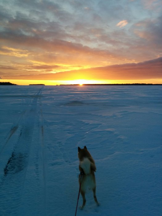 Hund på snötäckt mark med blicken mot en soluppgång över Kalixälvens frusna mynning.