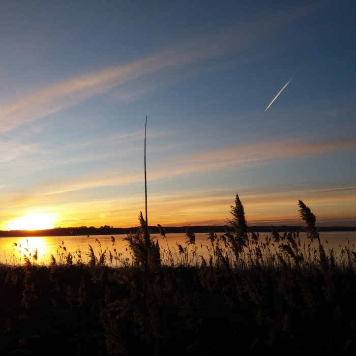 Solnedgång över en sjö med silhuetter av vass och ett flygplansstrimm i himlen.