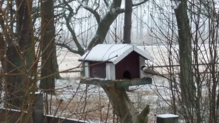 Fågelhus täckt med snö med en talgoxe som sitter på en kvist i vinterlandskap.