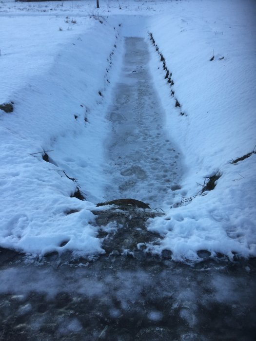 Istäckt trädgårdsgång omgiven av snö med fotspår.