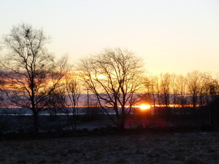 Solnedgång bakom träden vid 16.20, vinterlandskap som antyder kyla.