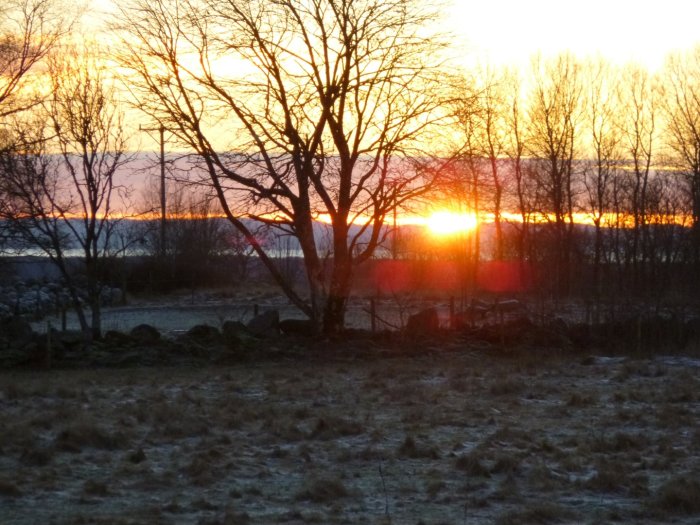 Solnedgång med silhuetter av träd och frosthöljd mark mot en glödande himmel.