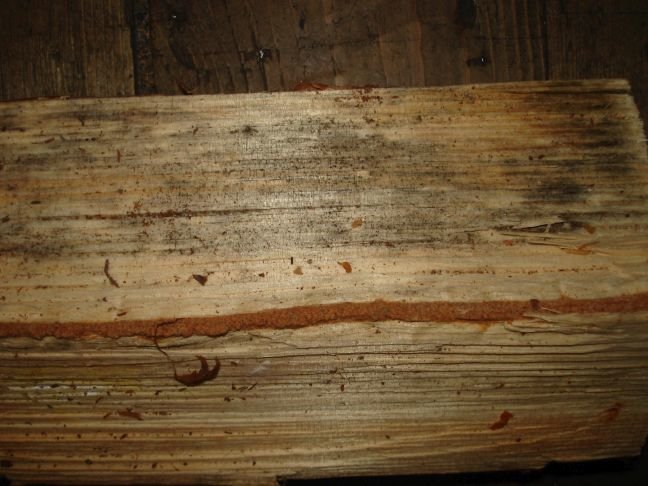 Närbild på en vedklabb med möjlig svartmögel och missfärgningar i olika nyanser av svart och blått.