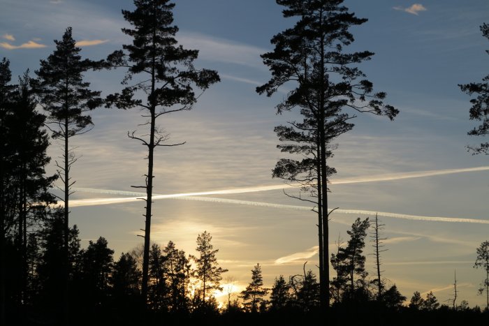Solnedgång bakom silhuetter av träd med flygplansstrimmor på himlen.