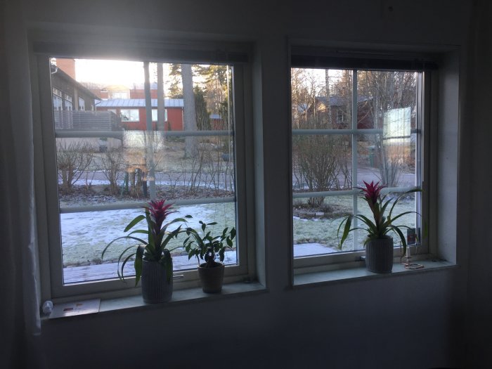 Utsikt genom ett dubbelfönster med krukväxter på fönsterbrädan mot en vinterträdgård med snöfläckar.