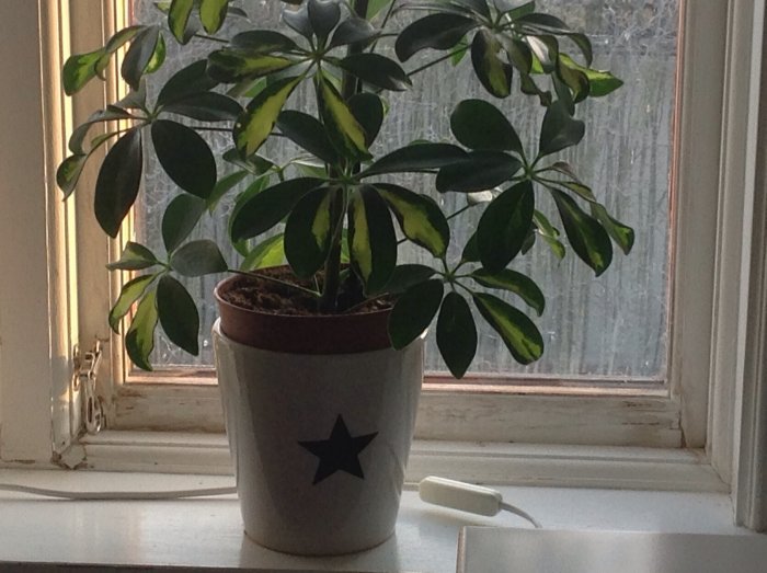 Växt i kruka på ett fönsterbräde i behov av renovering, med synliga fönsterhandtag.