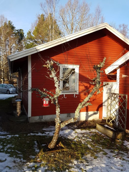 Starkt beskuret träd framför rött hus med fråga om trädets överlevnadsmöjlighet.