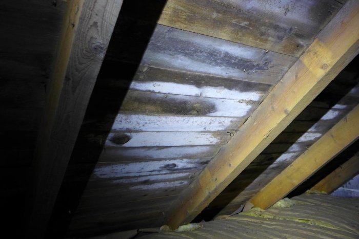 Vind med synlig vitmögel på träbjälkar och isolering, möjlig indikation på fuktskada.