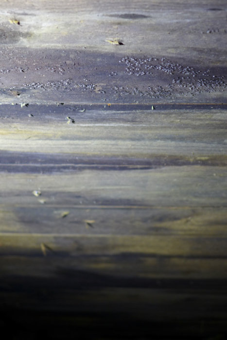 Mögelpåväxt på träbjälkar under vind med synliga tecken på fuktskador och missfärgningar.