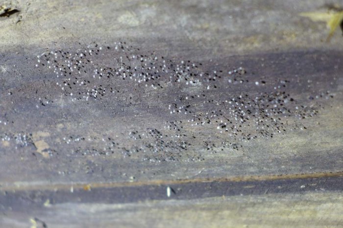 Vitmögel på träbjälke i vindmiljö som indikerar behov av mögelsanering.