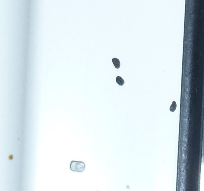 Flugavföring på en vit ytterdörr vid sidan av ett spikhuvud.