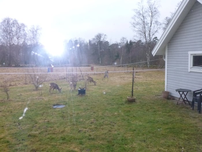 Tre rådjur betar på en frostig trädgård nära ett hus och garage, taget genom ett fönster.