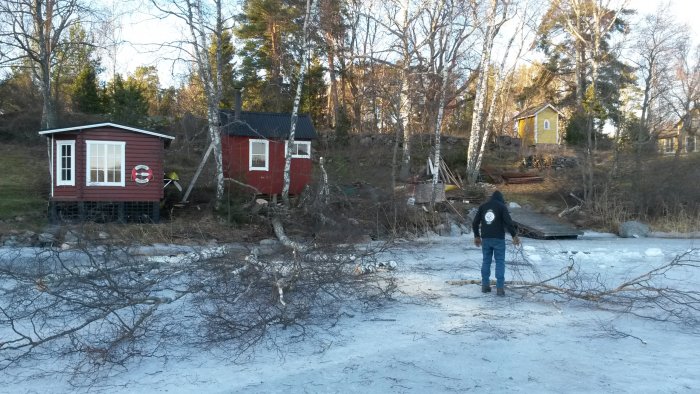 Bastu vid sjö med nyligen fällda björkar och person ser på isen.