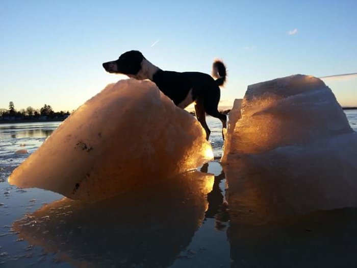 Hund står på ett isberg vid solnedgången på en frusen sjö.