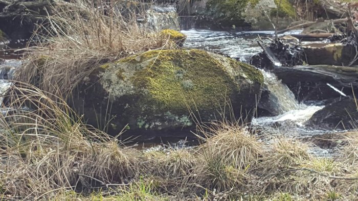 Flödande bäck med vatten som passerar vid en större sten täckt av mossa, ompassad av vildvuxet gräs.