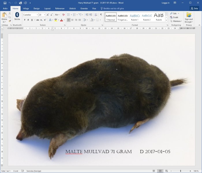En mullvad ligger på ett vitt underlag med texten "MALTE MULLVAD 71 GRAM D 2017-01-05".