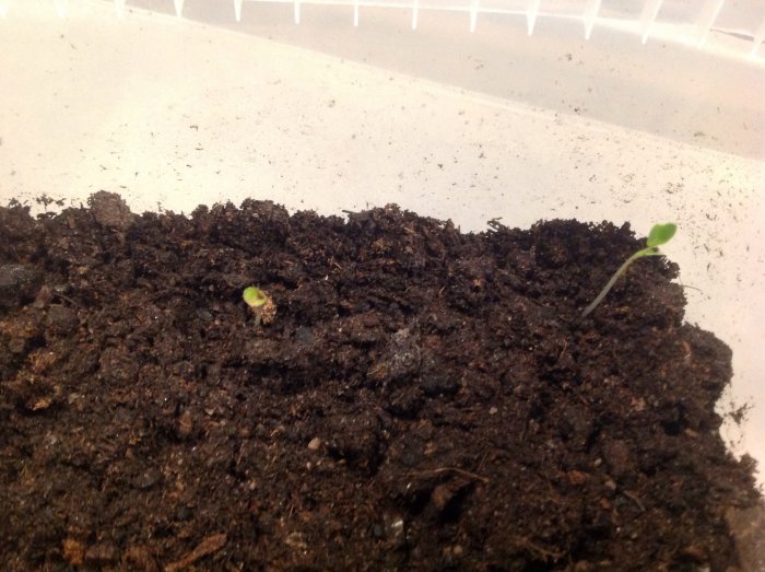 Två små planta skott som gror i mörk jord, i början av odlingssäsongen.