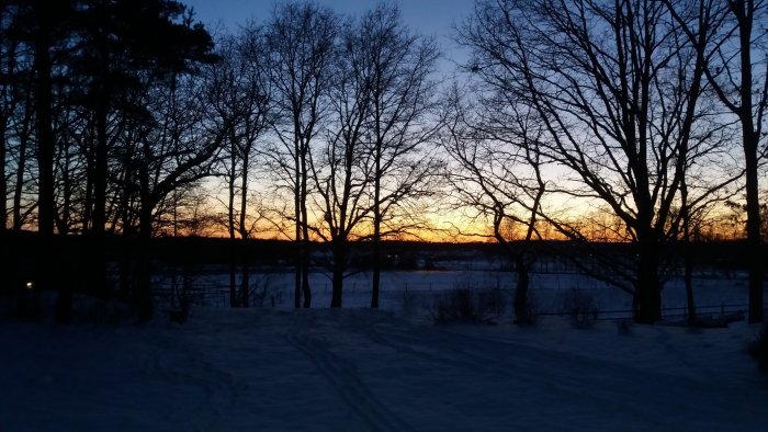 Vinterlandskap vid lågmäld solnedgång med silhuetter av träd och snötäckt mark.