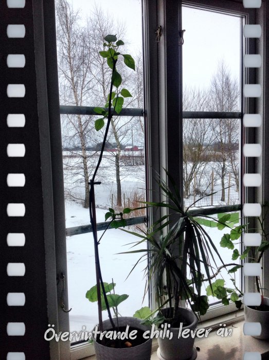 Chiliväxt i kruka framför ett fönster med vinterlandskap i bakgrunden.