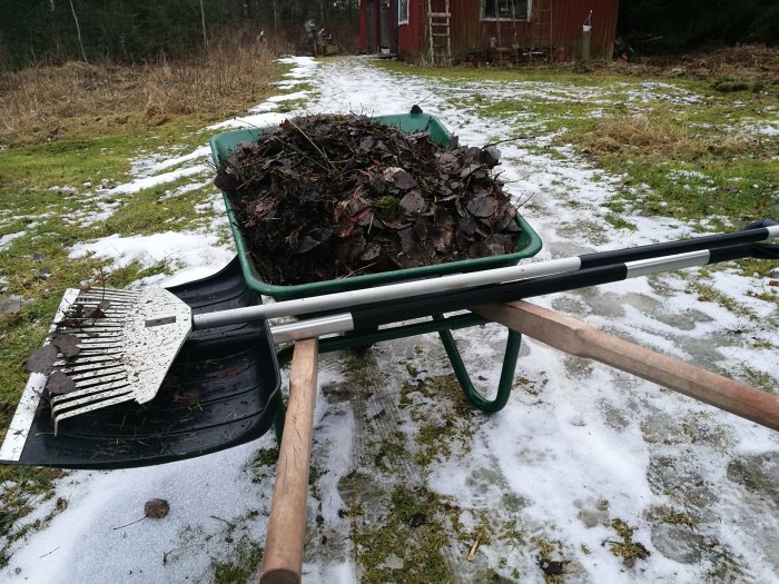 En skottkärra full av asplöv med en kratta framför den på en smältande snöig gräsmatta.