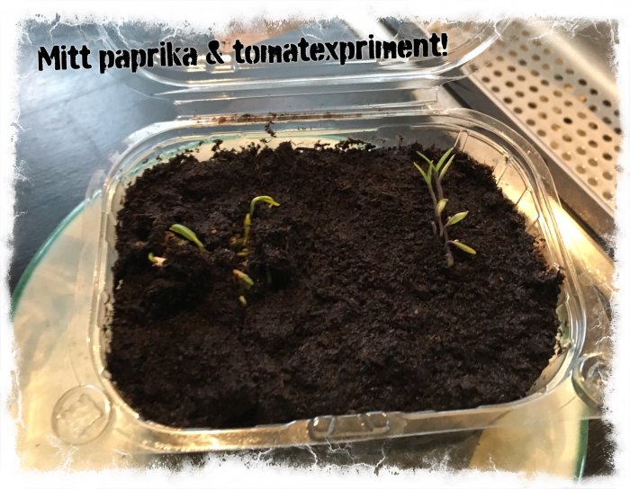 Groende paprika och tomatplantor i en plastlåda med text "Mitt paprika & tomateexperiment!