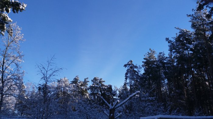 Snötäckta träd mot en klarblå himmel i skånskt vinterlandskap.