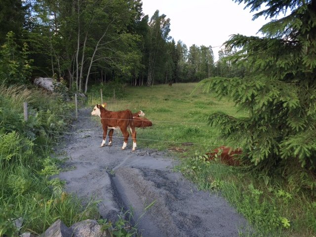 Två kalvar står i en lantlig omgivning med gräs, träd och en grusväg.