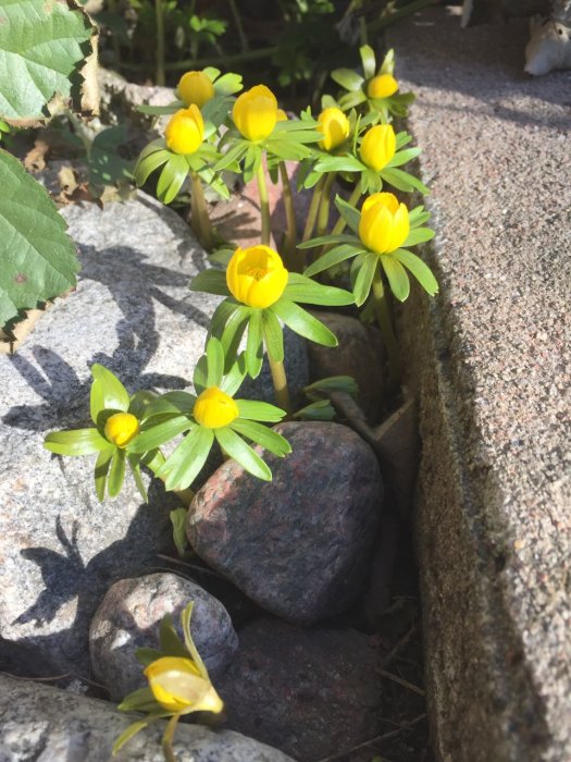 Vintergäck, små gula vårblommor, som växer bland stenar och snörest.