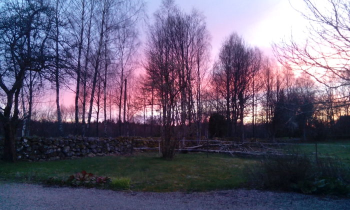 Kvällshimmel med rosa och lila toner bakom silhuetter av träd och en stenmur i april.