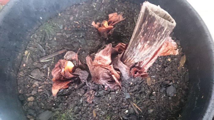 En rabarberplanta som börjar gro i en svart kruka omringad av jord och vissna löv.