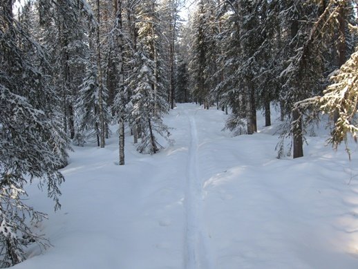 Skidspår genom snötäckt skog med spår av en ensam skidåkare.