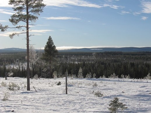 Vinterlandskap med snötäckt mark och tallar under en klarblå himmel.