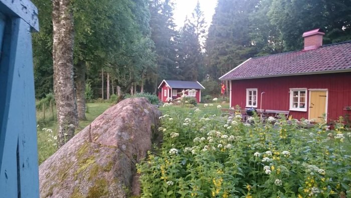 Utsikt över blommande trädgård mot röd stuga med ny panel och litet uthus, omgiven av skog.