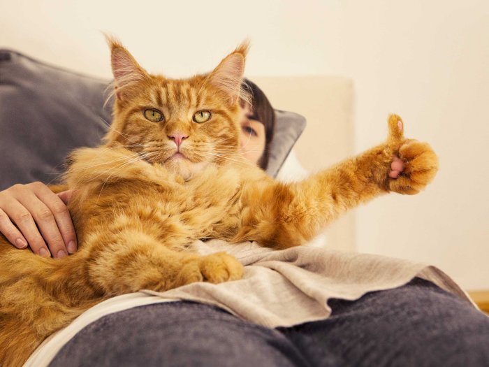 Röd katt som 'räcker upp' tassen medan den ligger i en persons knä.