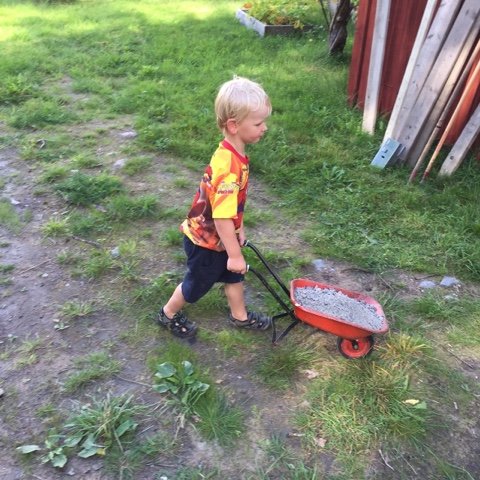 Barn hjälper till i trädgården genom att köra en skottkärra med grus.