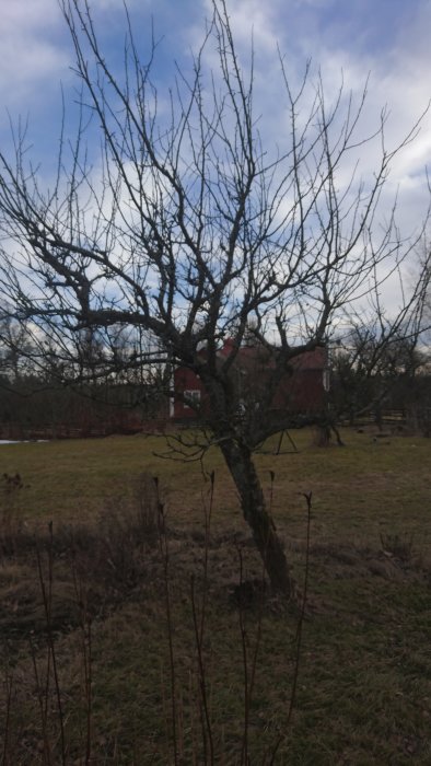 Ett spretigt träd redo för beskärning i en trädgård med ett rött hus i bakgrunden.