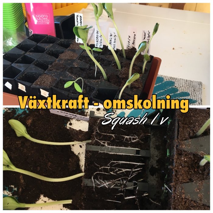 Unga squashplantor som omplanteras, med synliga rötter och jord, text "Växtkraft - omskolning Squash 1v