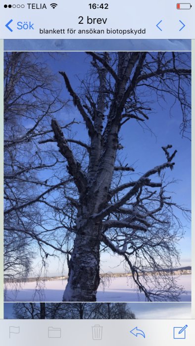 Gamla fallfärdiga björkar med nakna grenar mot en vintersky och snötäckt mark.