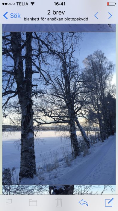 Gamla björkar vid en snöig åker med text om ansökningsblankett för biotopskydd på en mobilskärm.