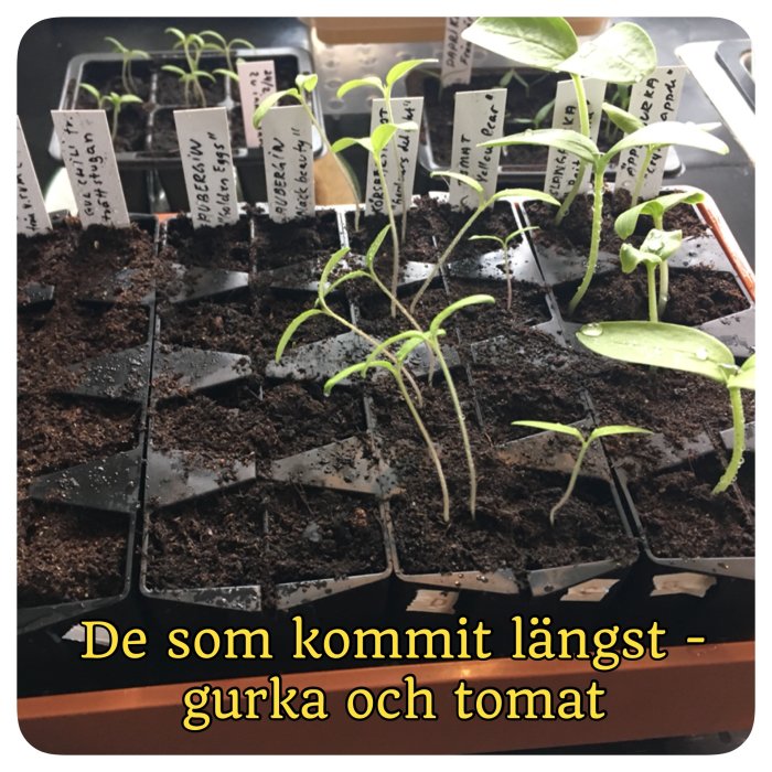 Plantor av gurka och tomat med etiketter i krukor, odlingsstart inomhus.