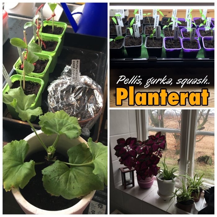 Odling av plantor inomhus: fröplantor i krukor med etiketter, pelargonier, och en fönsterbräda med krukväxter.