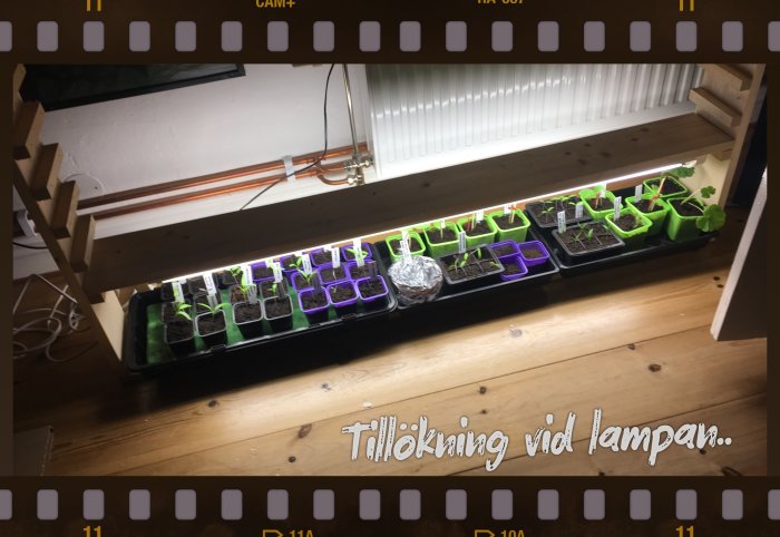 Inomhusodling av olika fröplantor under växtlampa på trähylla.