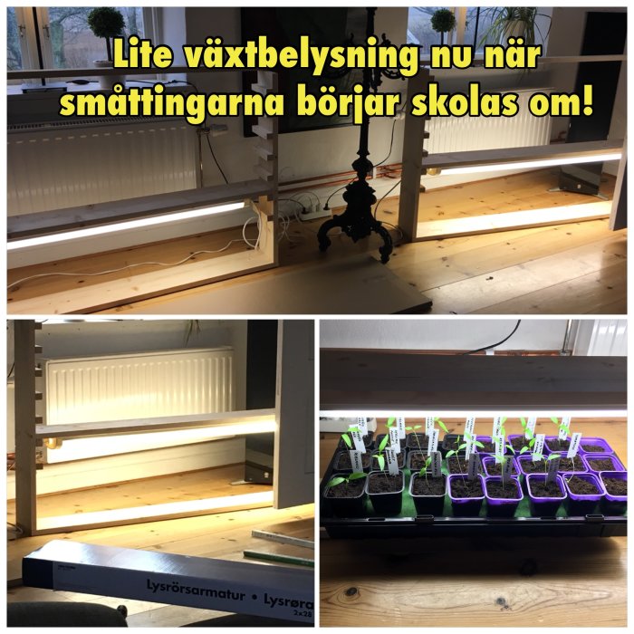 Växtbelysningsanordningar ovanför plantor i krukor under omskolning, med etiketter för olika växtsorter.