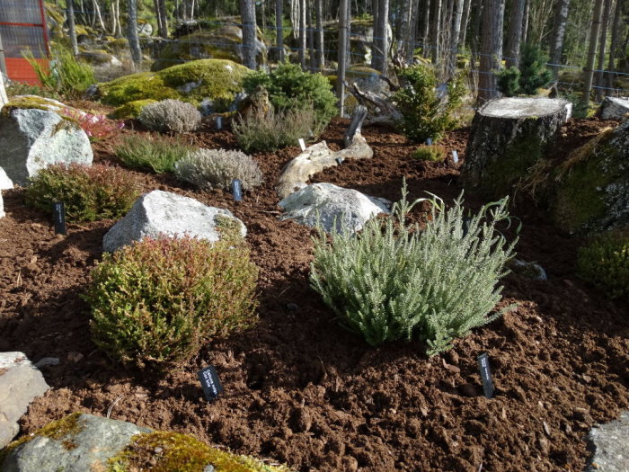 Trädgårdsland med klippt och oklippt höstljung (Calluna vulgaris), stenar och trädstrån.