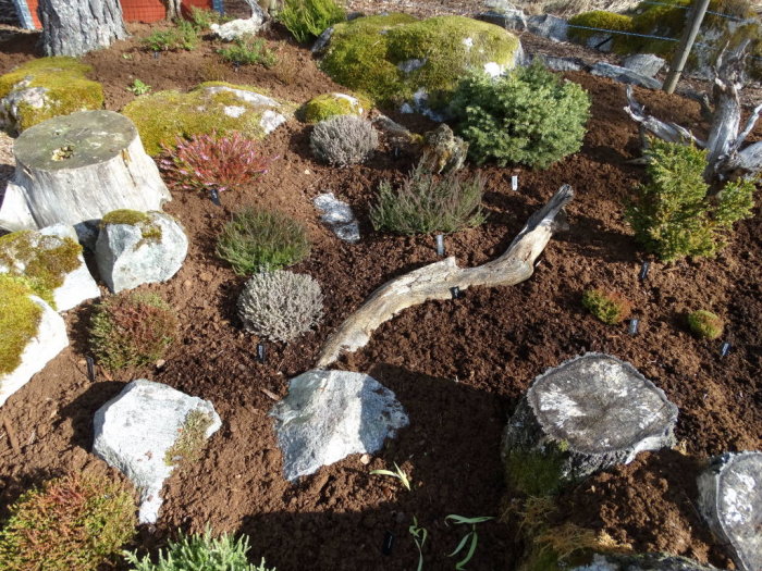 Trädgårdsland med nyligen klippta Calluna vulgaris och andra växter omgivna av stenar och stubbar.