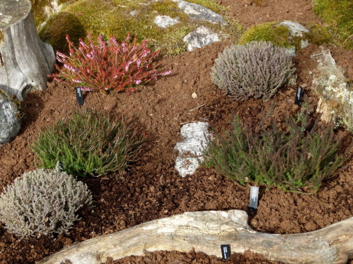 Höstljung plantor i varierande klippta och oklippta tillstånd planterade i jord med mossa och stenar.